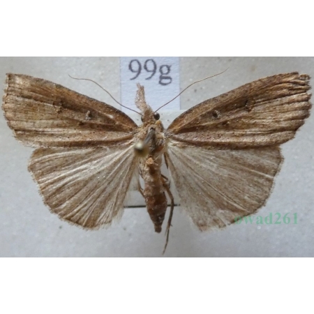 Hypena rostralis (Linnaeus, 1758) Rozszczepka nosatka Slovakia99g